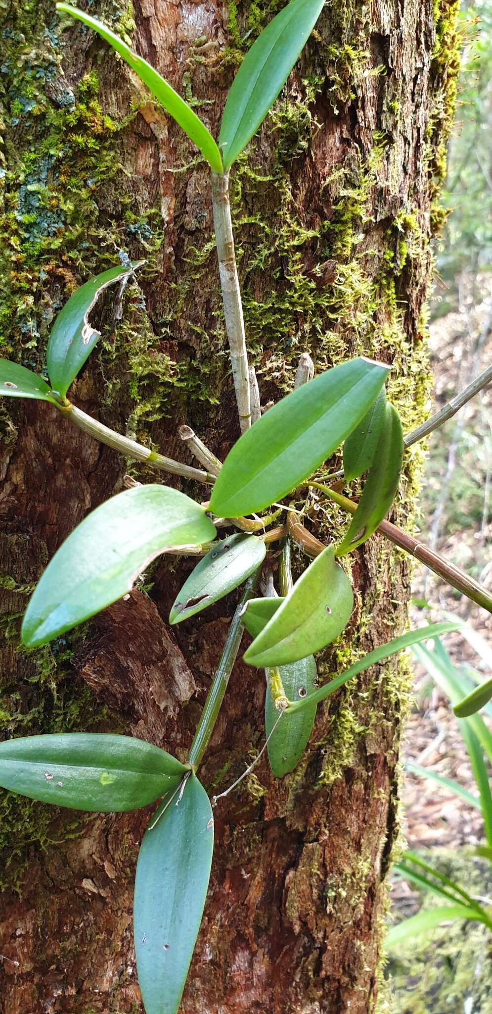 صورة Dendrobium aemulum R. Br.