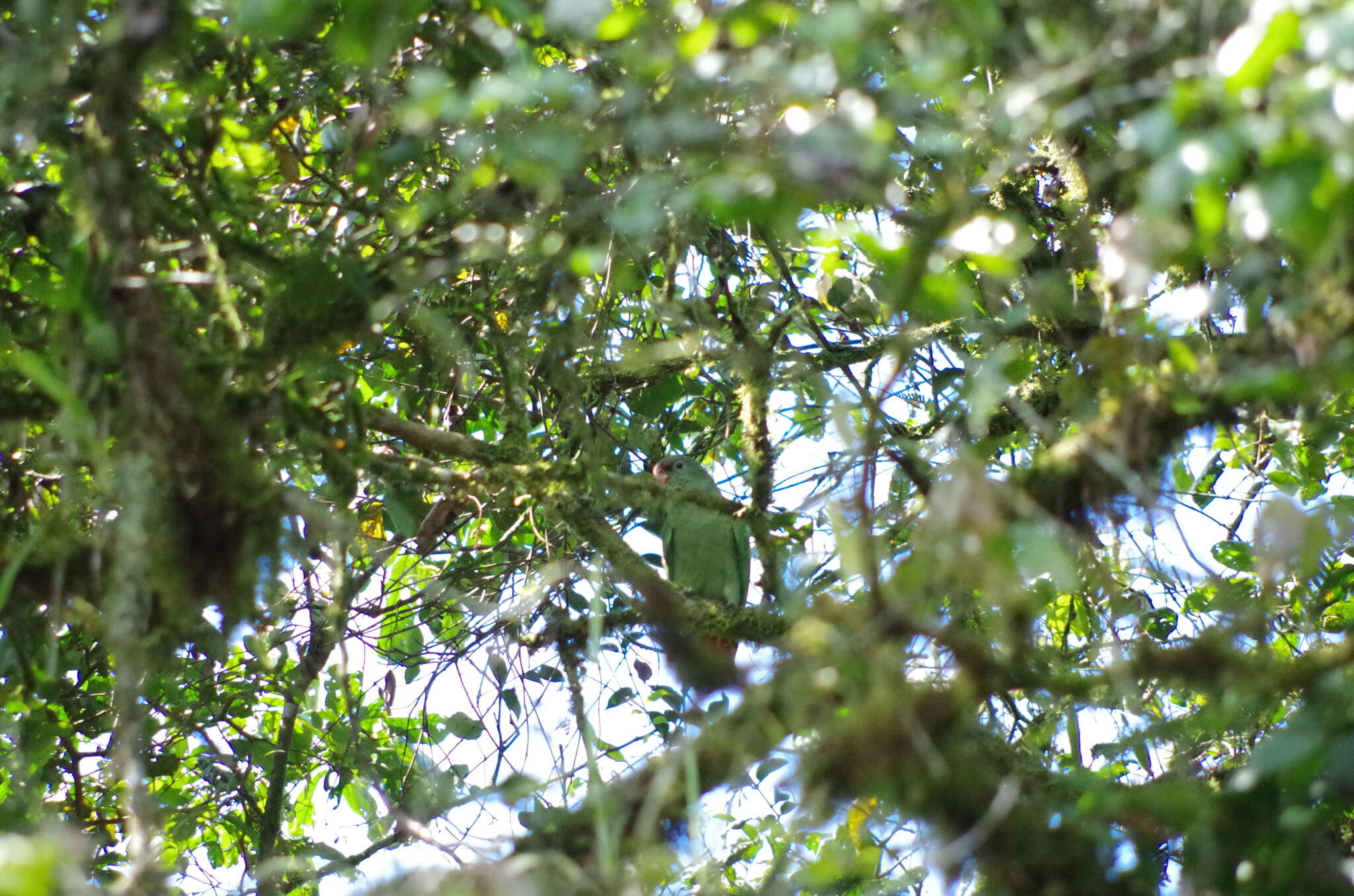 Image of Red-billed Parrot