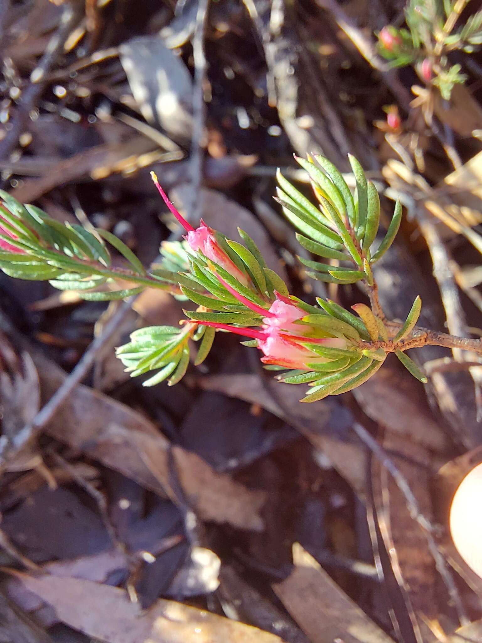 Image of Darwinia taxifolia A. Cunn.