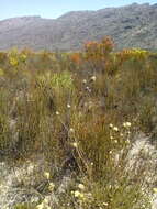 Plancia ëd Leucadendron sericeum (Thunb.) R. Br.