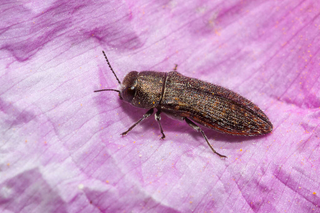 Image de Acmaeodera cisti Wollaston 1862