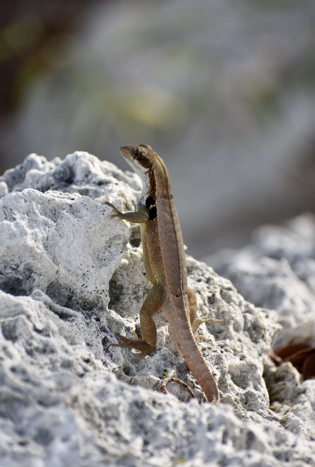 Image of Leiocephalus macropus (Cope 1863)