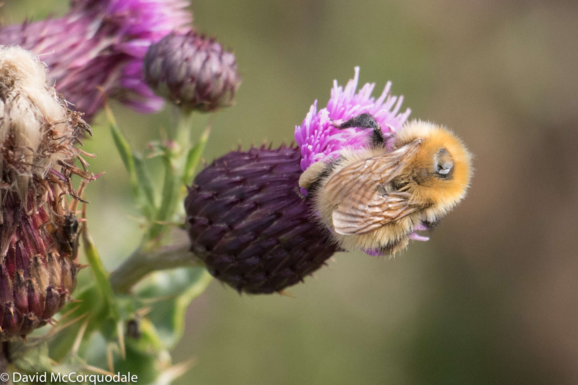 Imagem de Bombus muscorum (Linnaeus 1758)