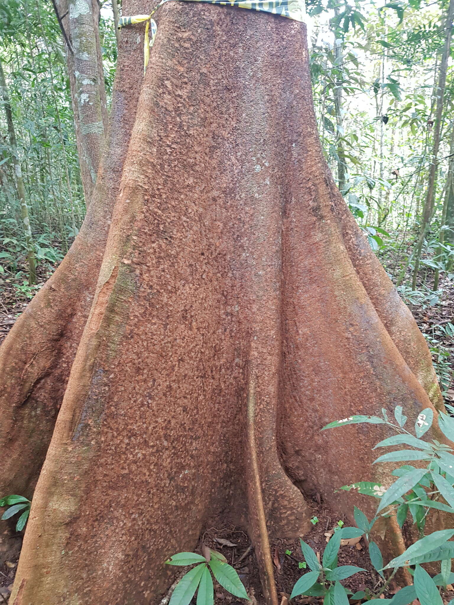 Image of Tachigali versicolor Standl. & L. O. Williams