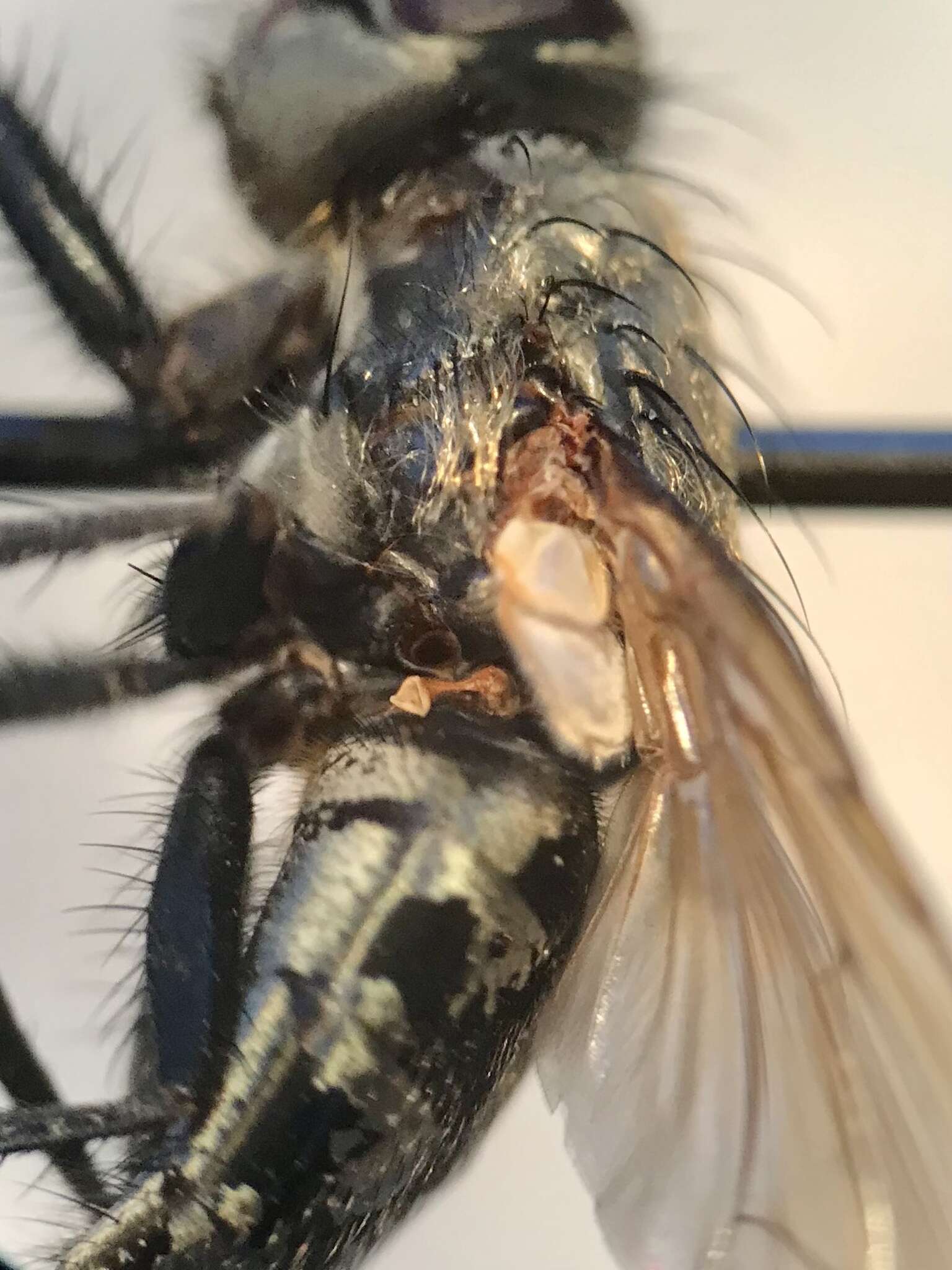 Image of Black-based cluster fly