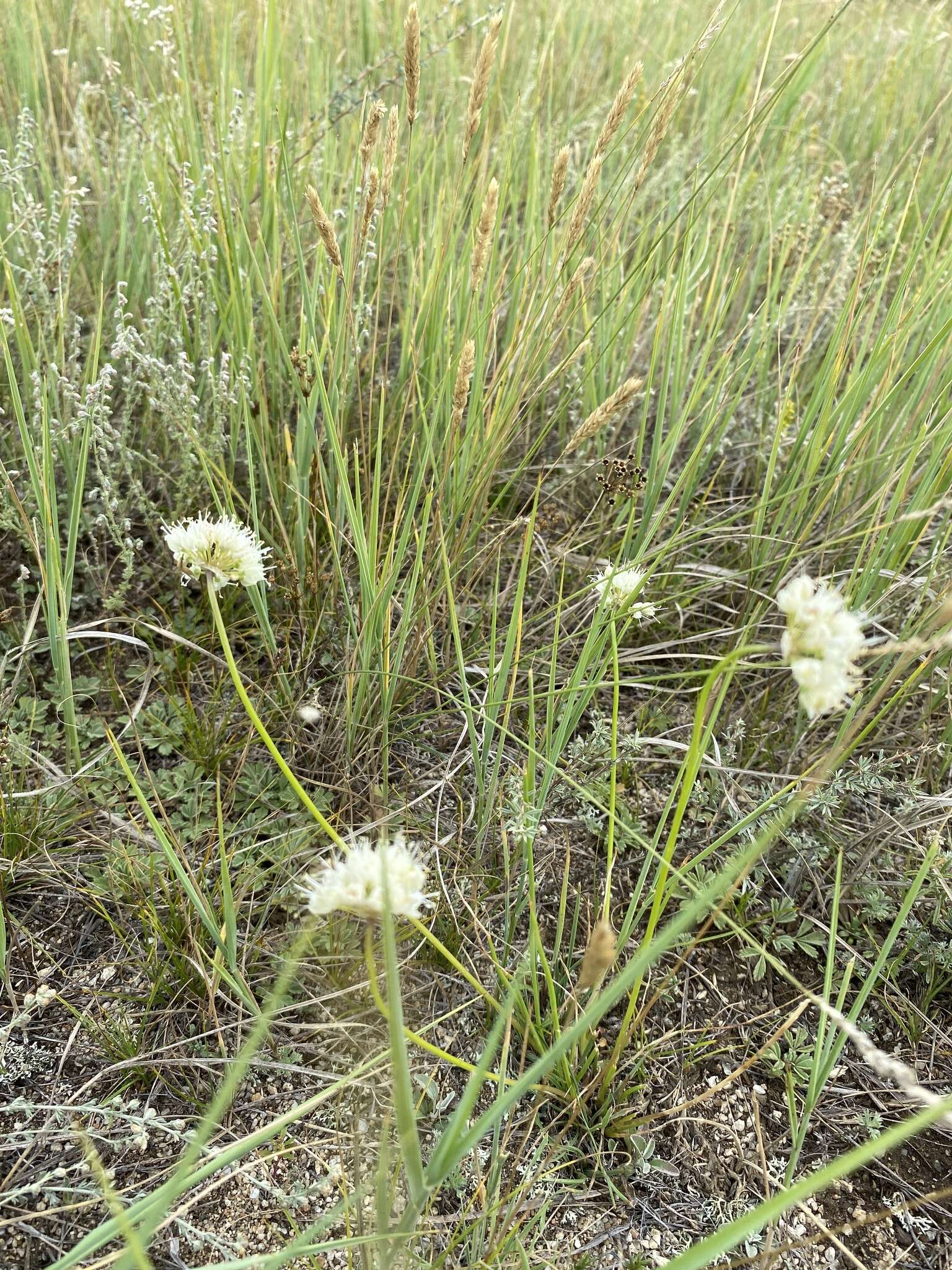 Image of Allium stellerianum Willd.