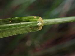 Image of Hawaii Blue Grass