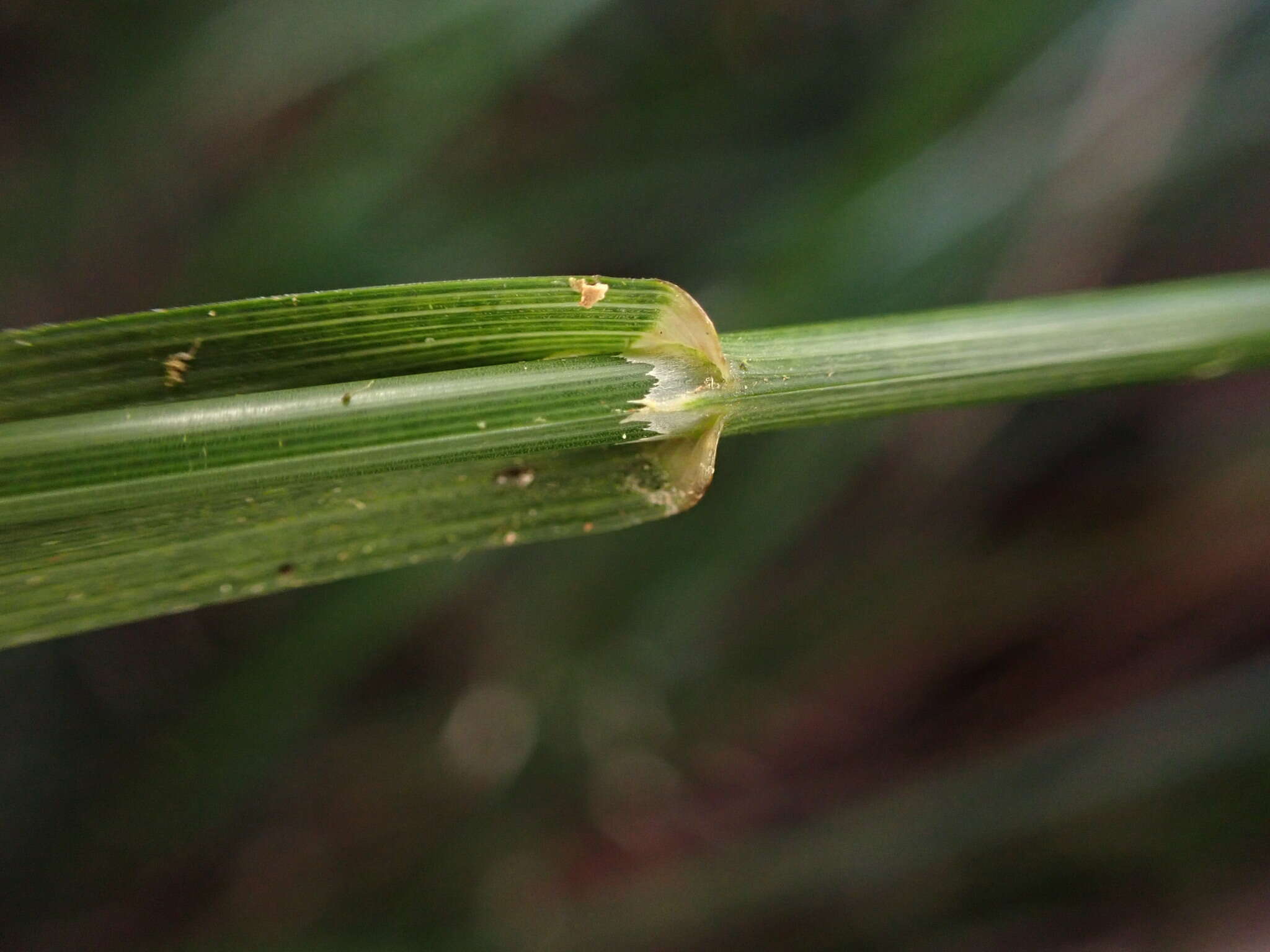 Слика од Poa sandvicensis (Reichardt) Hitchc.