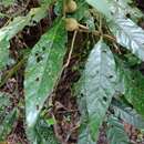 Image of Solanum gnaphalocarpum Vell.