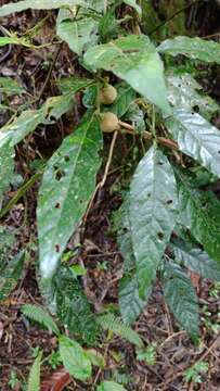 Image of Solanum gnaphalocarpum Vell.