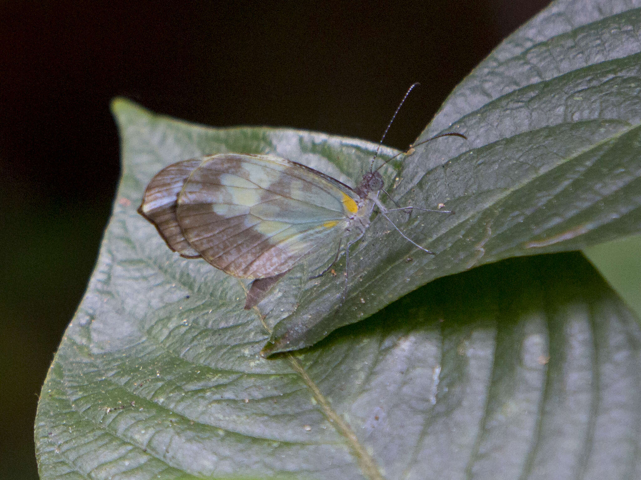 Image of <i>Dismorphia crisia foedora</i> Lucas 1852