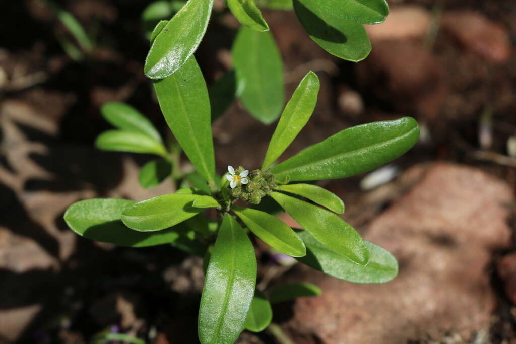 Image of Limeum viscosum subsp. transvaalense Friedr.