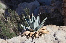 Image de Agave turneri R. H. Webb & Salazar-Ceseña