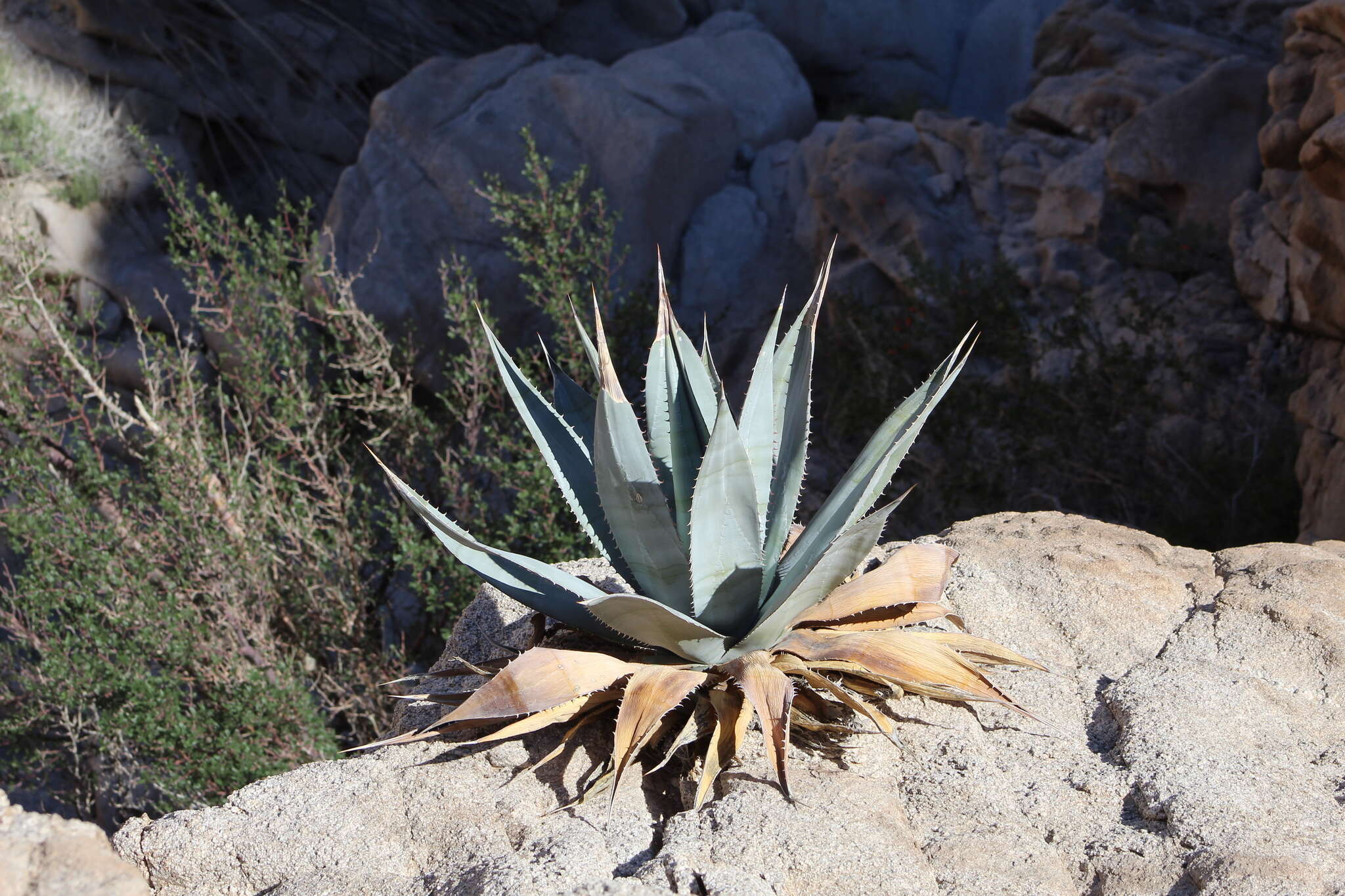 Image of Agave turneri R. H. Webb & Salazar-Ceseña