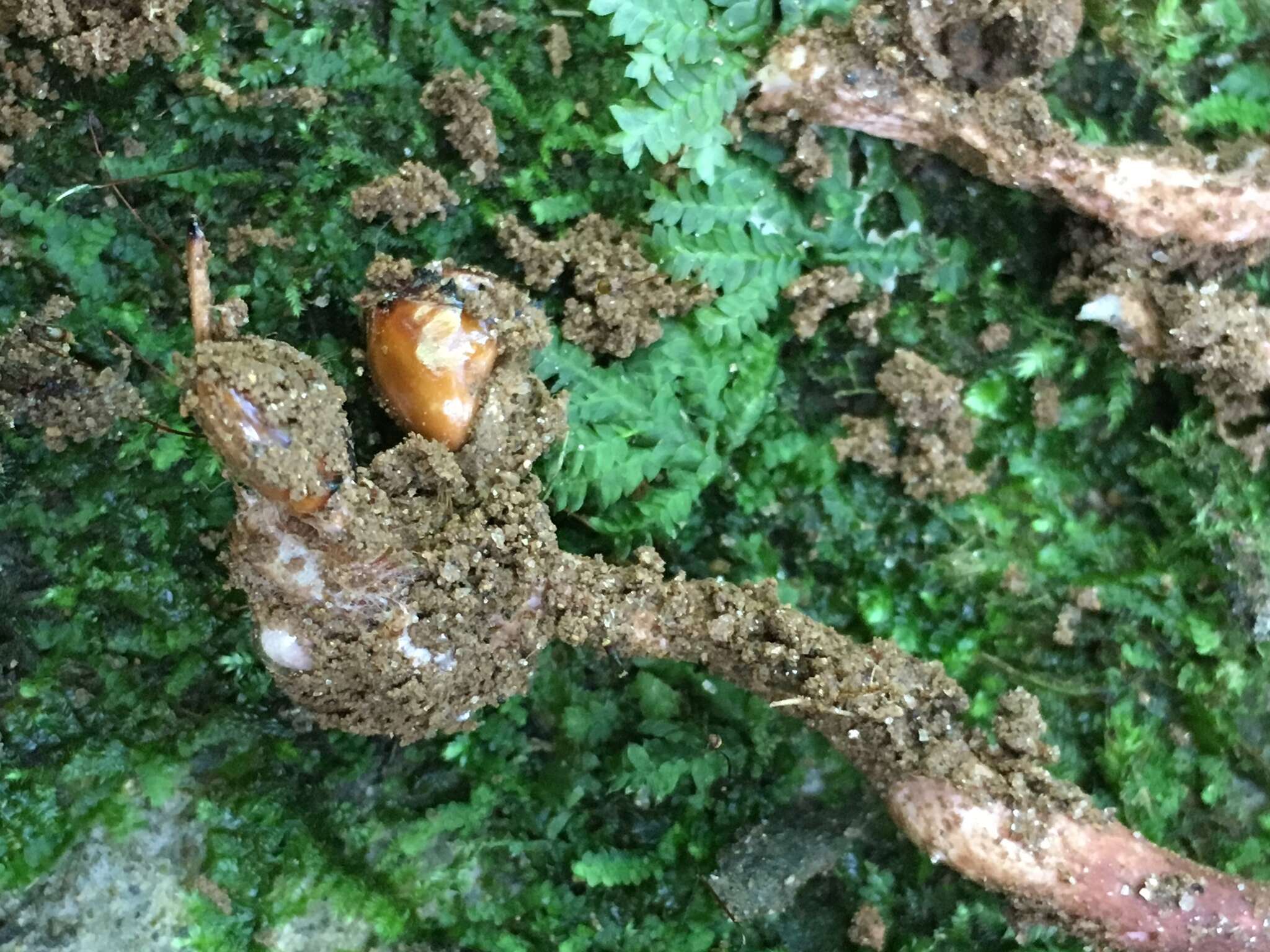 Image of Ophiocordyceps sobolifera (Hill ex Watson) G. H. Sung, J. M. Sung, Hywel-Jones & Spatafora 2007