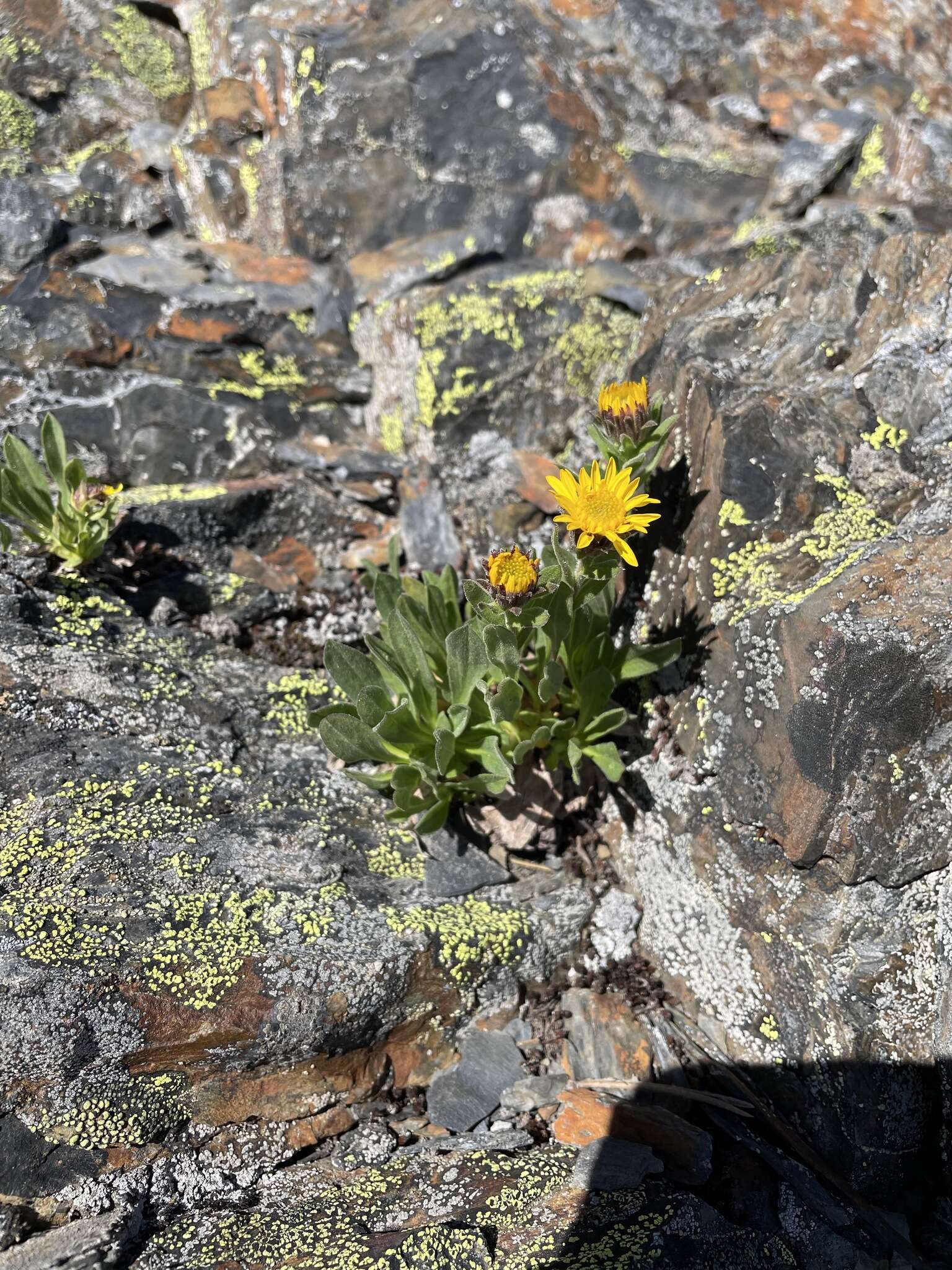 Image of Lyall's goldenweed