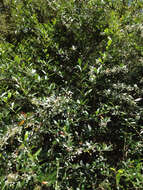 Image of Berberis glaucocarpa Stapf