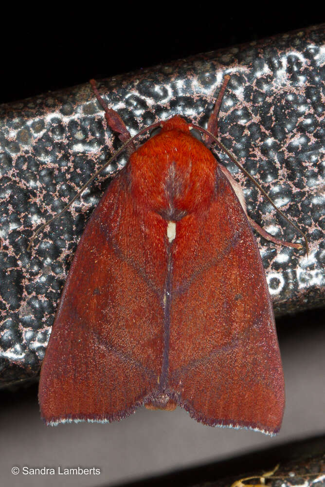 <i>Xenochroa purpureolineata</i>的圖片