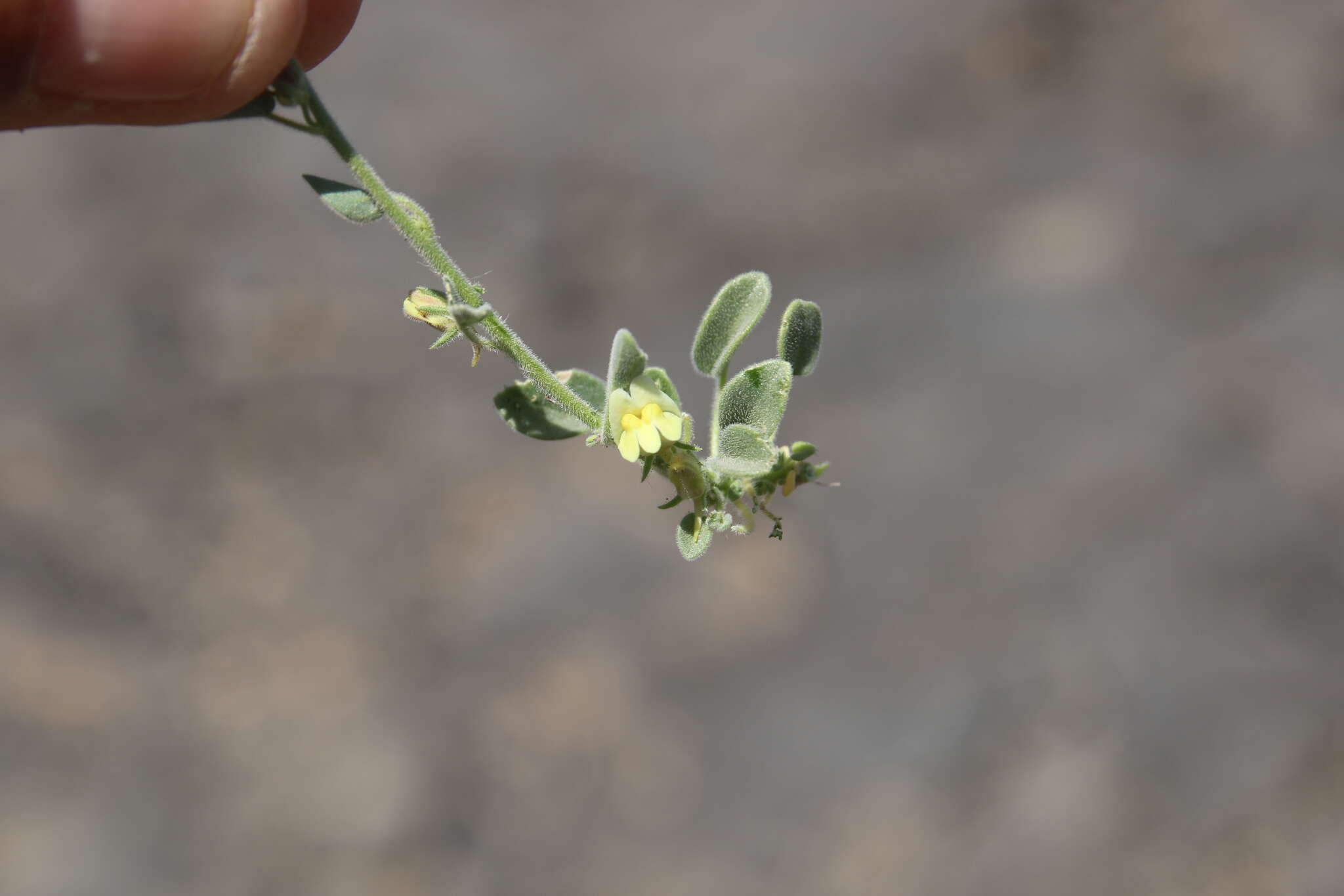 Image of Nanorrhinum acerbianum (Boiss.) Betsche