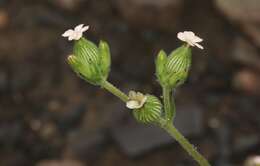 Imagem de Silene coniflora Nees ex Otth