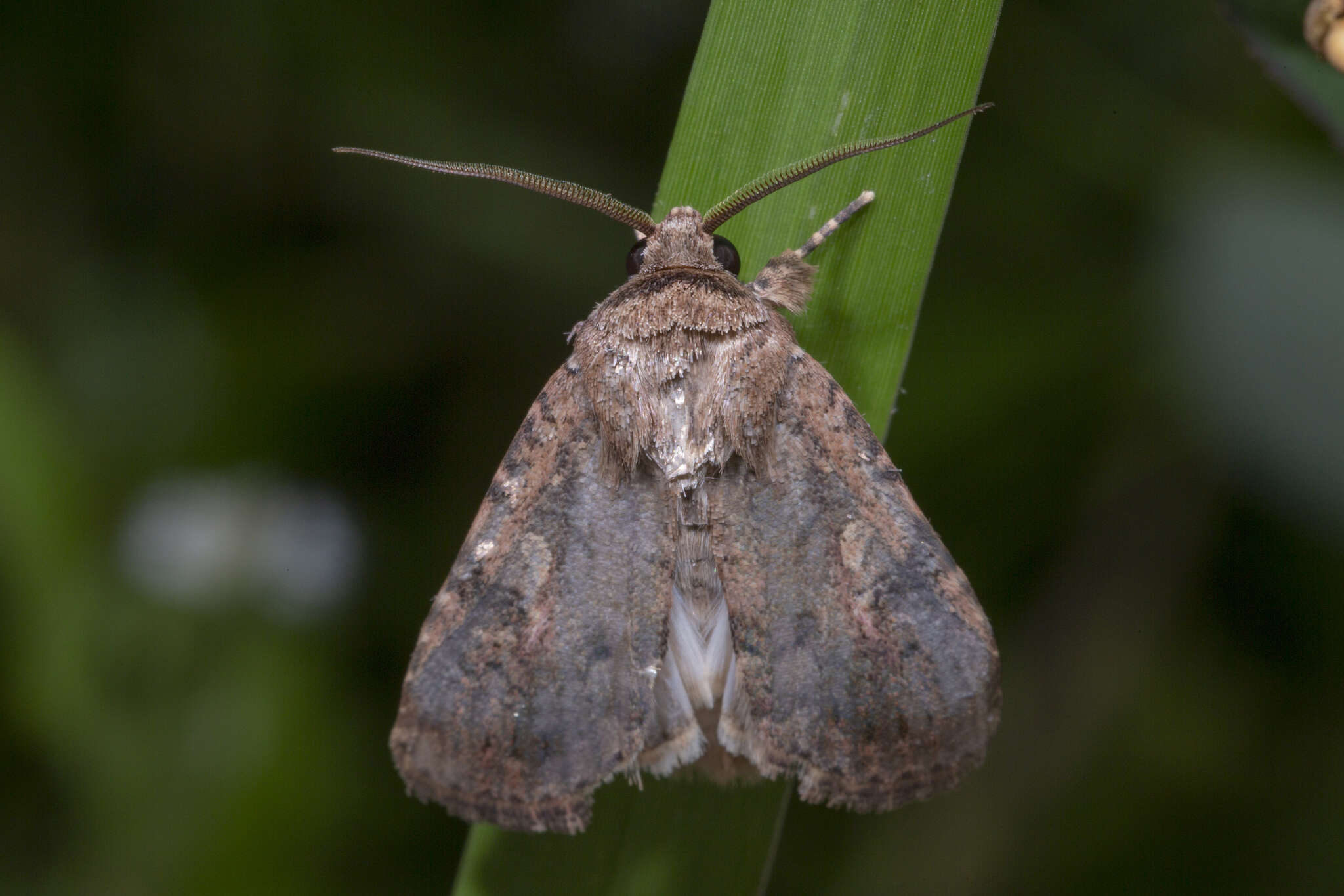 Image of Spodoptera pecten Guenée 1852