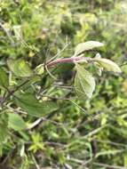 Eupatorium rotundifolium var. scabridum (Ell.) A. Gray resmi