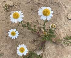 Image of Anthemis pseudocotula Boiss.