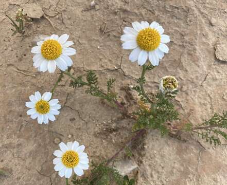 Image of Anthemis pseudocotula Boiss.