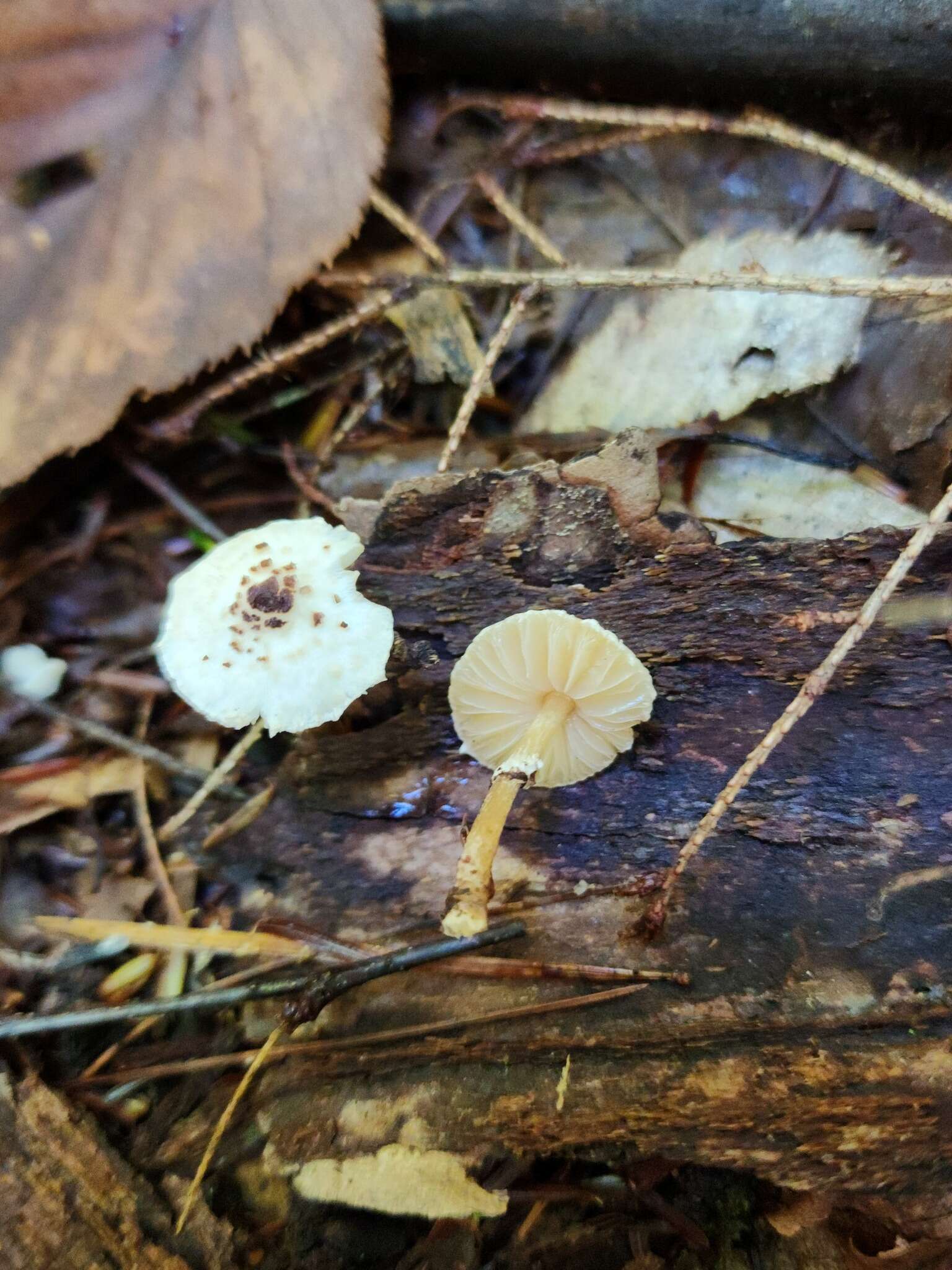 Слика од Lepiota felina (Pers.) P. Karst. 1879