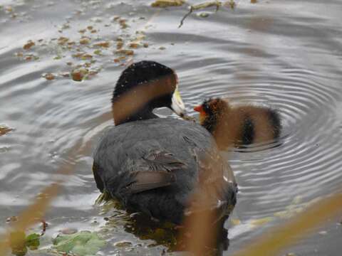 Image of Fulica americana columbiana Chapman 1914