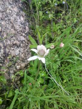 Anemone tuberosa Rydb.的圖片