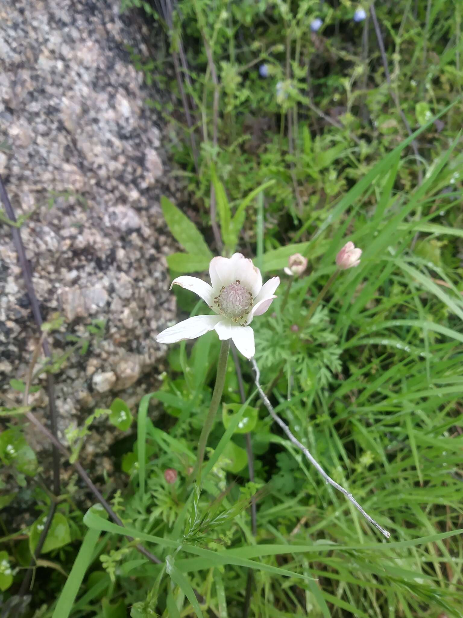 Anemone tuberosa Rydb.的圖片