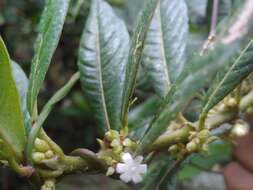 Lasianthus lanceolatus (Griseb.) Urb. resmi