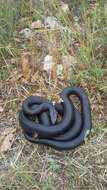 Image of Western whip snake