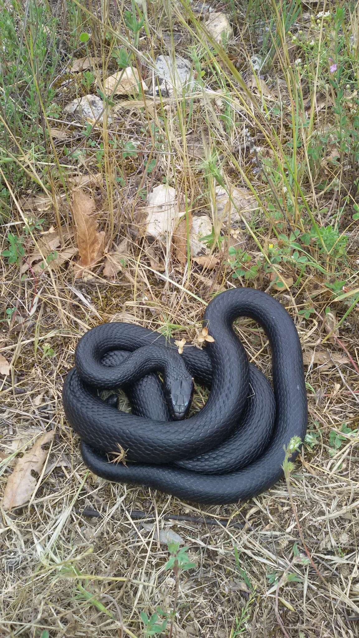 Image of Western whip snake