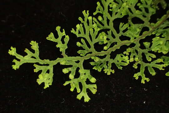 Image de Hymenophyllum fimbriatum J. Sm.