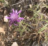 Image of Atractylis humilis L.