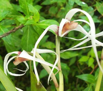 Image of Maxillaria ecuadorensis Schltr.