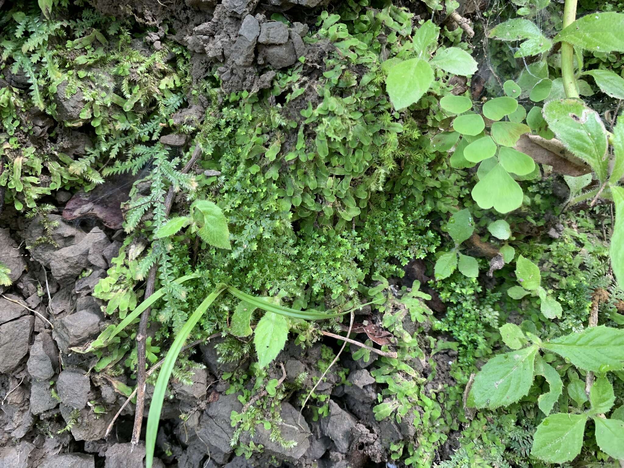 Selaginella devolii H. M. Chang, P. F. Lu & W. L. Chiou resmi