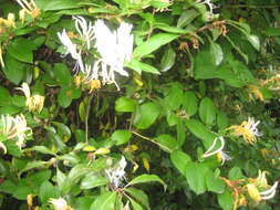 Imagem de Lonicera japonica Thunb.