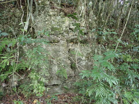 Image of creeping maiden fern