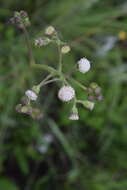 Image of <i>Senecio <i>polyodon</i></i> var. polyodon