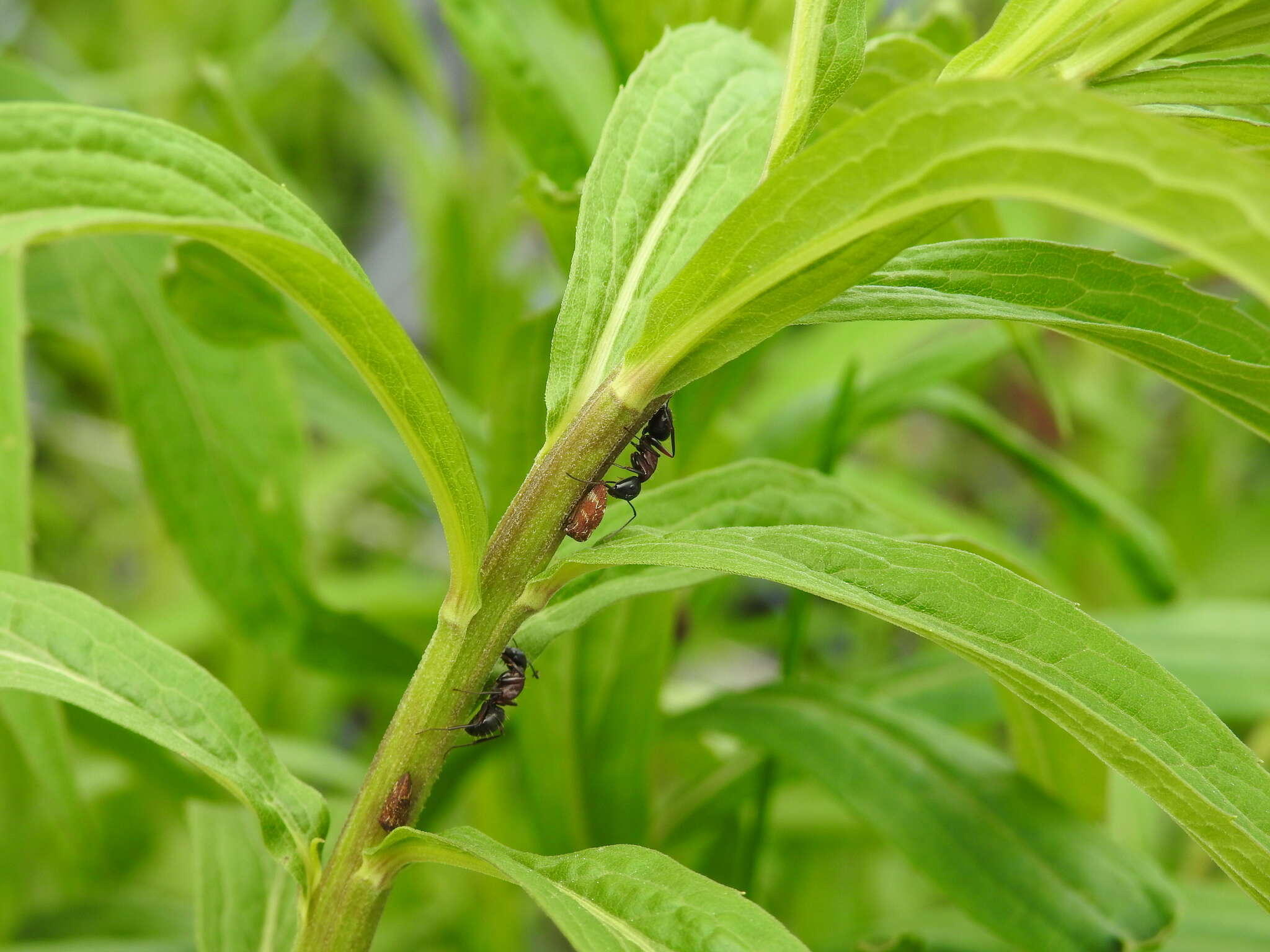 Image of Camponotus novaeboracensis (Fitch 1855)