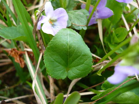 Слика од Viola collina Bess.