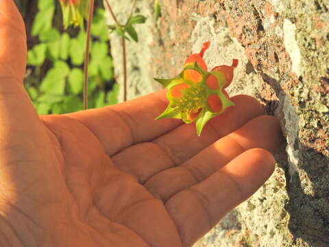 Слика од Aquilegia skinneri Hook.