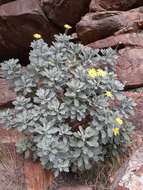 Image of Euryops pectinatus subsp. pectinatus