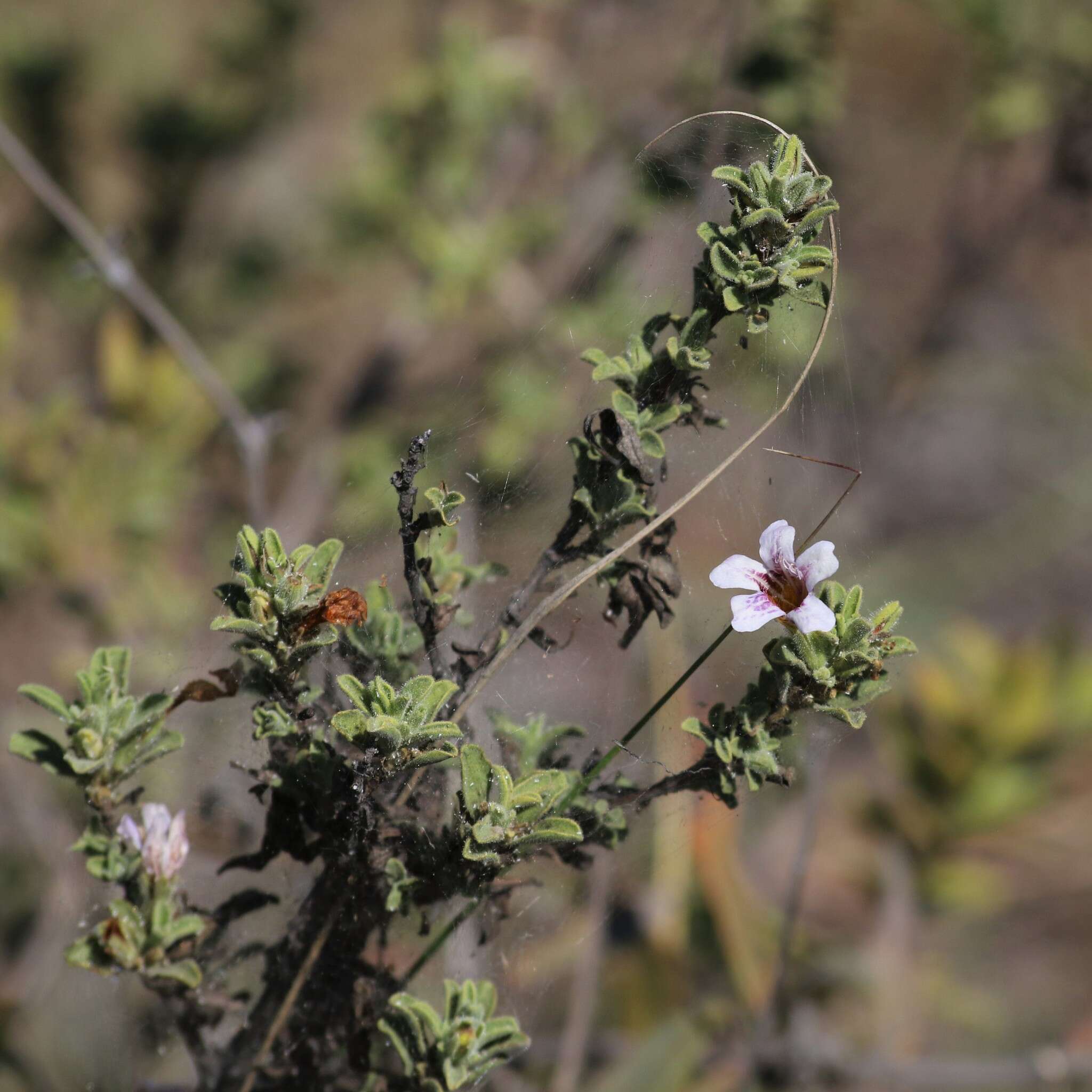 Imagem de Strobilanthopsis linifolia (T. Anders. ex C. B. Cl.) Milne-Redh.