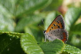 <i>Lycaena phlaeas daimio</i> resmi