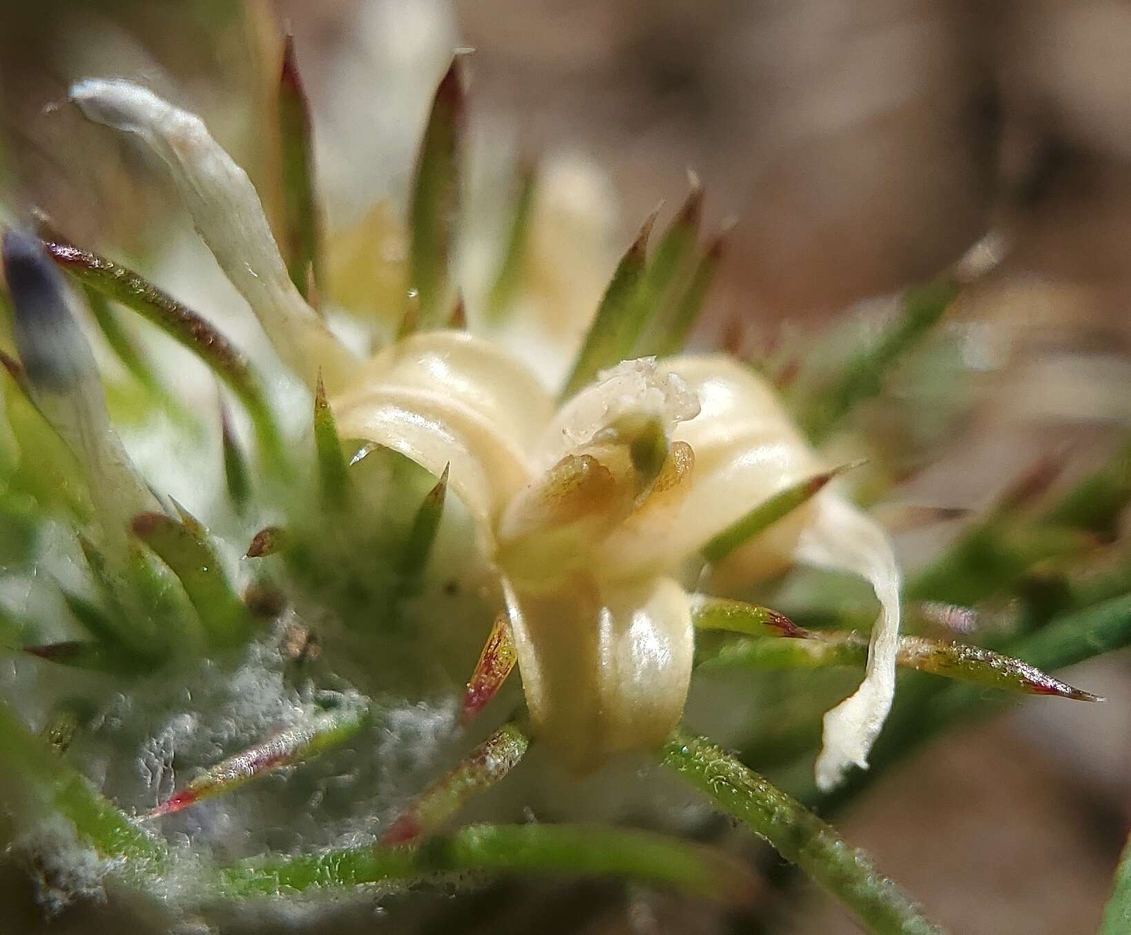 Image de Eriastrum abramsii (Elmer) Mason