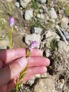 Image of blood milkwort